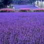 French Provence Lavender Bonsai Very Fragrant Organic Lavender Plant - 100 Seeds