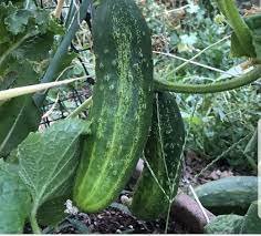 Fruit Cucumber Straight Refreshing Vegatable Seeds - 10 Seeds