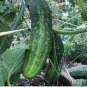 Fruit Cucumber Straight Refreshing Vegatable Seeds - 10 Seeds