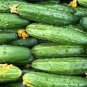 Fruit Cucumber Straight Refreshing Vegatable Seeds - 10 Seeds