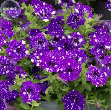 Garden Bonsai Petunia 'Night Sky Blue' Flowers - 200 Seeds