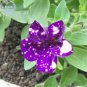 Garden Bonsai Petunia 'Night Sky Blue' Flowers - 200 Seeds