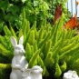 Garden Foxtail Fern - 100 Seeds
