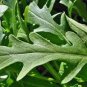 Garden Rocket Eruca Herbs Vegetable Seed - 120 Seeds