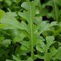 Garden Rocket Eruca Herbs Vegetable Seed - 120 Seeds