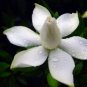 Gardenia Cape Jasmine White Flowers Bonsai - 20 Seeds