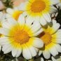 Garland Chrysanthemum Seeds - 30 Seeds