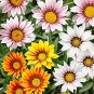Gazania Splendens Mixed Flower Seeds - 20 Seeds