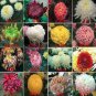 Genuine Flower seeds chrysanthemum - 200 Seeds