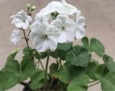 Geranium Bonsai Purely White Single Petals Plant - 10 Seeds