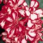 Geranium Mixed 4 Types Rare - 10 Seeds