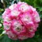 Geranium Purely Greenish Yellow Big Blooms Bonsai Flowers - 10 Seeds
