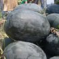 Giant Black Skin Red Inside Ellipse Watermelon - 8 Seeds