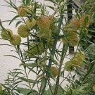 Gomphocarpus Physocarpus HAIRY BALLS - 10 Seeds