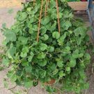 Gotu kola Seeds - 20 Seeds