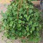 Gotu kola Seeds - 20 Seeds