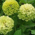 Green Apple Beautiful Zinnia Seeds Original Pack - 50 Seeds