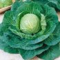 Green Cabbage - 55 Seeds