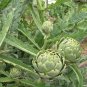 Green Globe Italian Artichoke - 4 Seeds