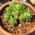 Green Greenovia Aurea Seeds - 10 Seeds