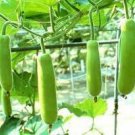 Green Long Club Bottle Gourd Fruit - 10 Seeds