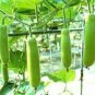 Green Long Club Bottle Gourd Fruit - 10 Seeds