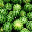 Green Skin Red Sweet Watermelon 'Twins' Organic Seeds - 20 Seeds