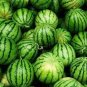 Green Skin Red Sweet Watermelon 'Twins' Organic Seeds - 20 Seeds