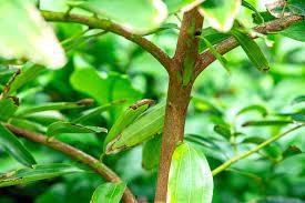 Green Tree Cinnamon - 6 Seeds