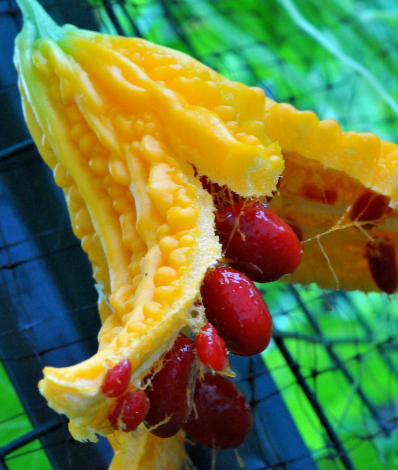 Jamaican Cerasee Gold Bitter Melon 6 Seeds