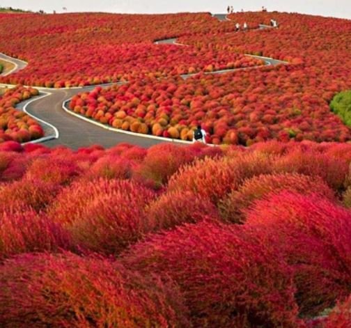 Kochia scoparia Seeds Burning Bush - Fire Red Color - 500 Seeds