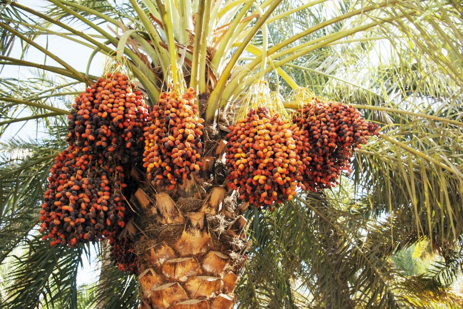 medjool-date-palm-tree-5-seeds