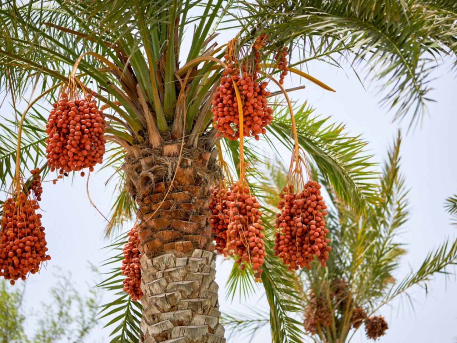 Medjool Date Palm Tree - 5 Seeds