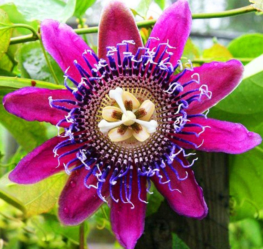 Mixed 9 Types of Passiflora Flowers Big Hanging Bonsai Flower - 20 Seeds