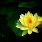 Nelumbo nucifera ‘Sunburst’ Lotus - 5 Seeds