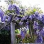 Rare sky Blue moon wisteria tree - 20 Seeds