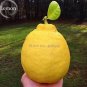 Rare the World Biggest Lemon Fruits - 20 Seeds