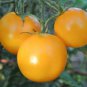Rare Yellow Rose Tomato Middle-sized Fruit Seeds - 30 Seeds