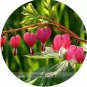 Red Lamprocapnos spectabilis Bleeding-Heart Plant Flower - 5 Seeds