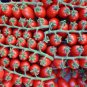 Red Truss Tomato Edible Organic Vegetables - 20 Seeds
