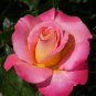 Red Yellow Rose Flowers Seed Yellow Inside Red Petal - 50 Seeds