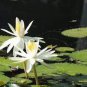'Shalina' White Lotus Flower Water Lily Flower Aquatic Plants - 1 Seeds