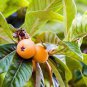 Showy Medlar Mespilus Germanica - 100 Seeds