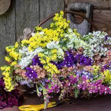 Sinuata Pacific Mixed Statice Flowers, Professional Pack - 30 Seeds