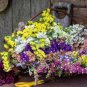 Sinuata Pacific Mixed Statice Flowers, Professional Pack - 30 Seeds