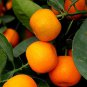 Small Potted Edible Orange Bonsai Organic - 20 Seeds