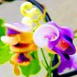 Snail Vine Seeds Wisteria Snail Vine Flores Bonsai - 20 Seeds