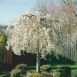 Snow Fountain Weeping Cherry Tree - 20 Seeds