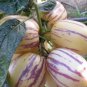 Solanum muricatum Aiton Ginseng Fruit - 50 Seeds