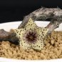 Stapelianthus Arenarius Perennial Woody Plant Rare - 20 Seeds